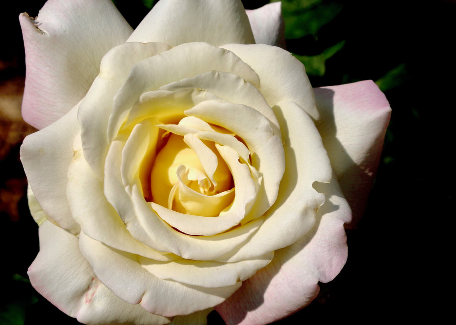 White Rose Art | CJ Harding 