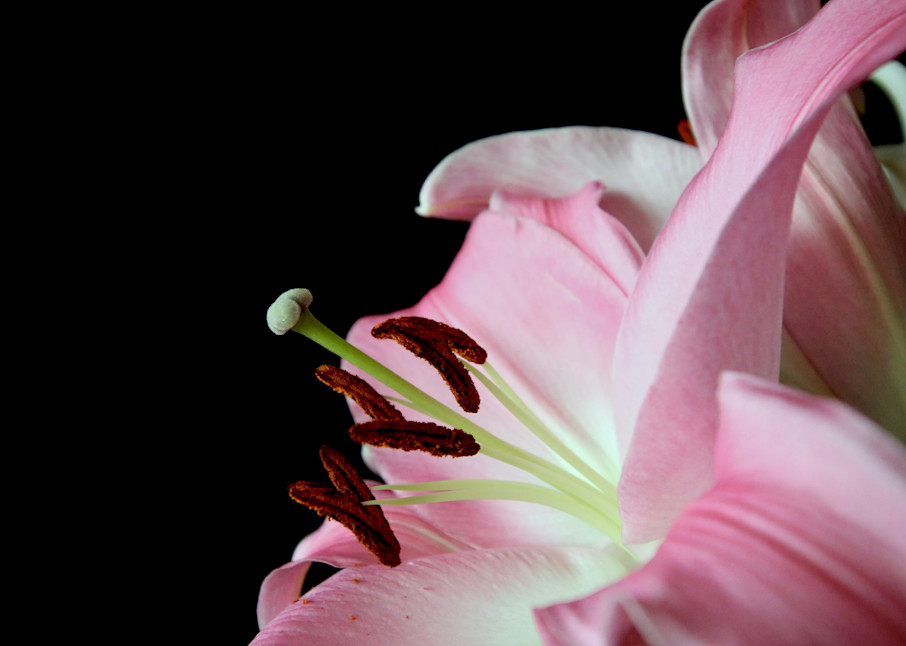 Pink Lily #4 Art | CJ Harding 