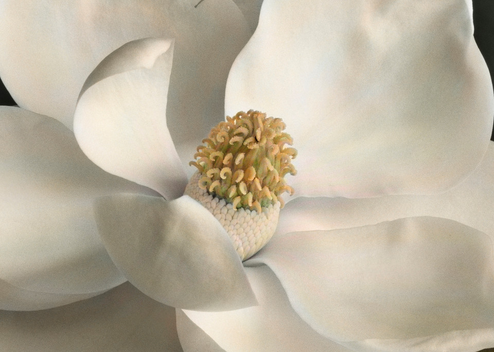 Magnolia No 8 Art | Sondra Wampler | fine art