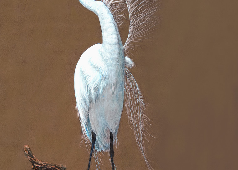 Elegant Great Egret Preening, an acrylic painting by Donna D. Turgeon