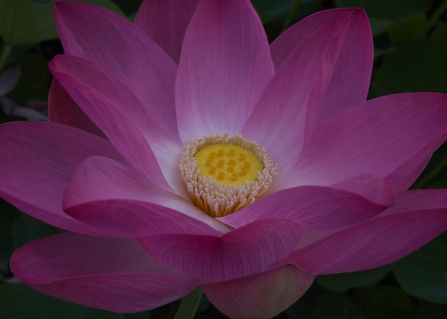Averie's Lotus Photography Art | Inspiring Images