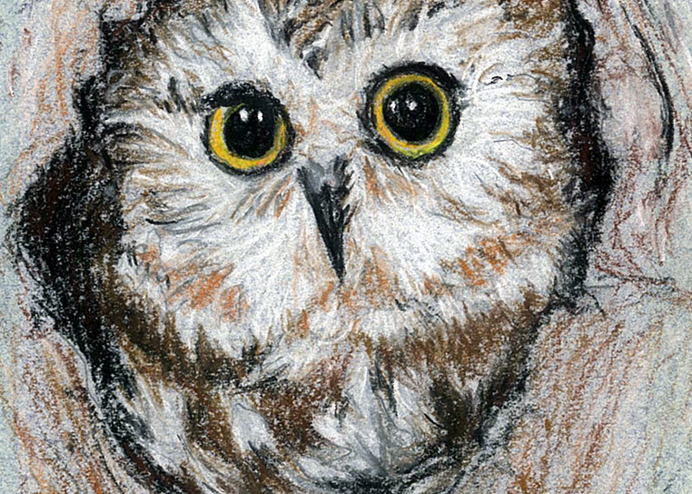 Adorable Baby Screech Owl, a pastel pencil by Donna D. Turgeon