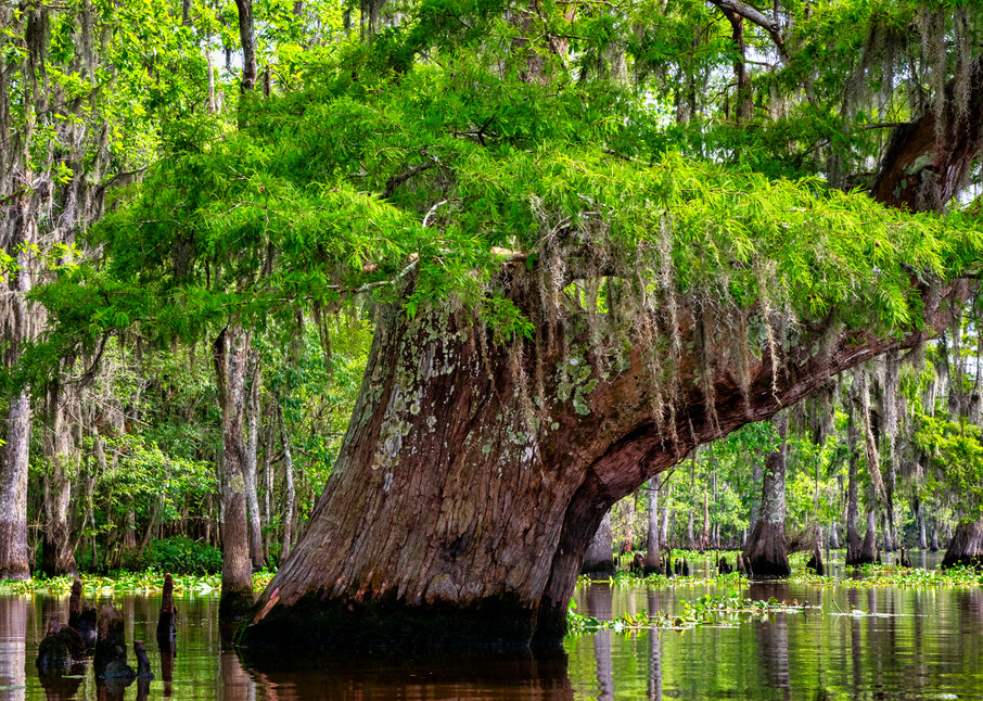 Blind River Umbrella — Louisiana Swamps fine-art photography