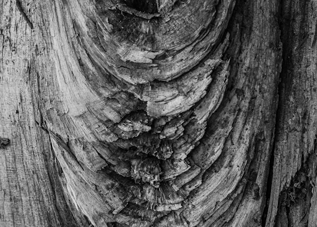 Weathered Log, Washington Park Arboretum, Seattle, Washington, 2013