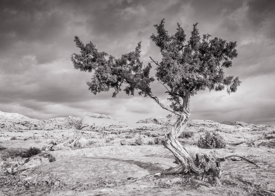 Juniper Tree And Comb Ridge Photography Art | John Gregor Photography