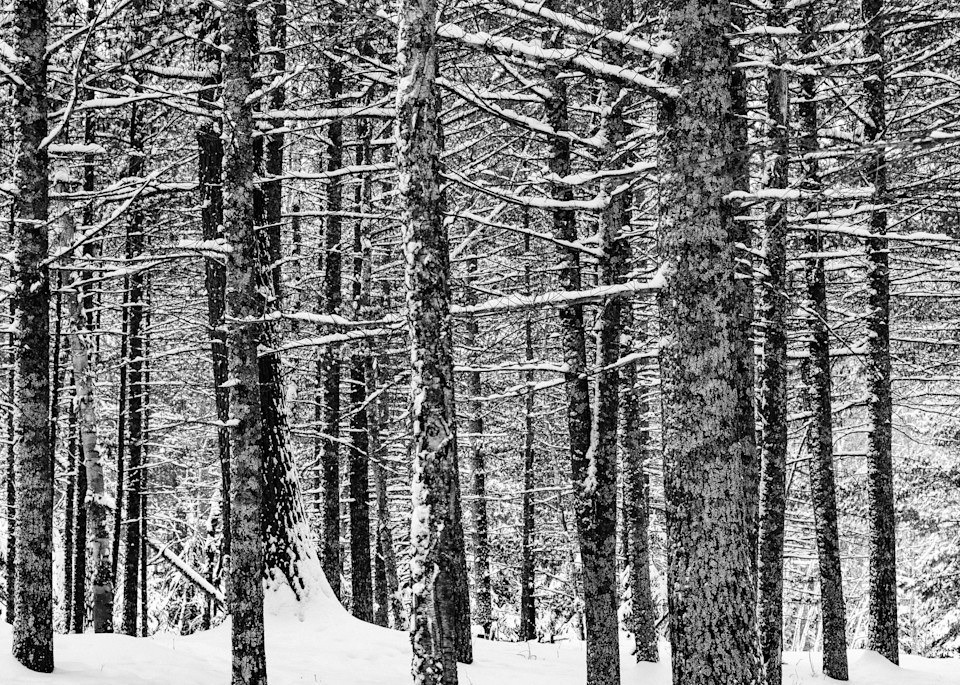 Pine Trees in Winter I, By Jeremy Simonson 