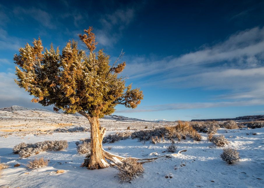 Cedar Tree In Winter At Sunset, Butler Wash Photography Art | John Gregor Photography