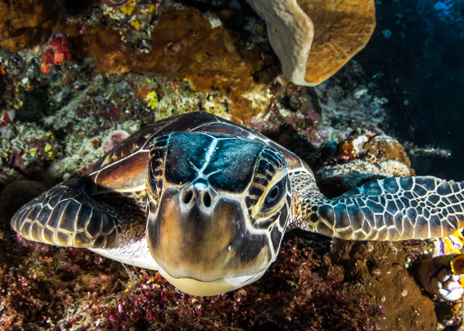 Up close in the face of a young green sea turtle is an underwater fine art photograph available for sale.