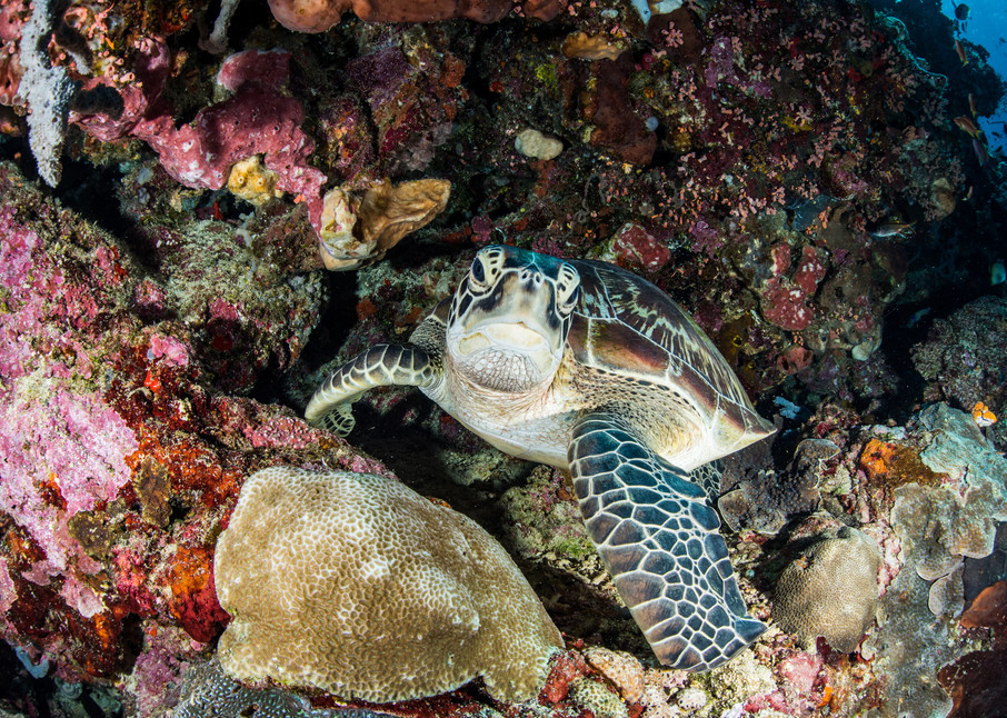Resting Turtle on a coral reef is a fine art photograph available for sale.
