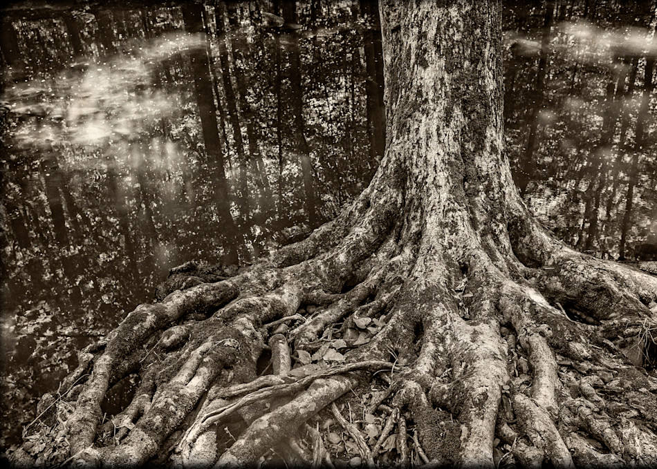 South Mountain Tree Photography Art | David Frank Photography