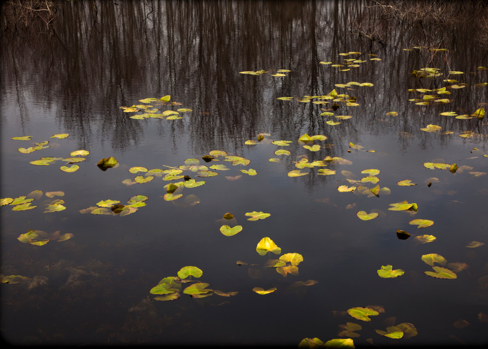 Spring Lilly Pads Photography Art | David Frank Photography