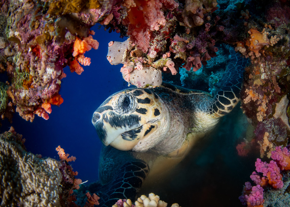 A photograph of a hawksbill turtle investigating a hole through a coral reef is the subject of this underwater fine art photograph for sale.