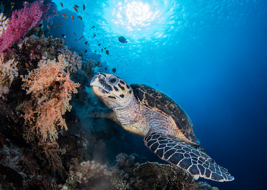 Turtle feeding under water is a photograph created in the sea and is available as a fine art print for sale.