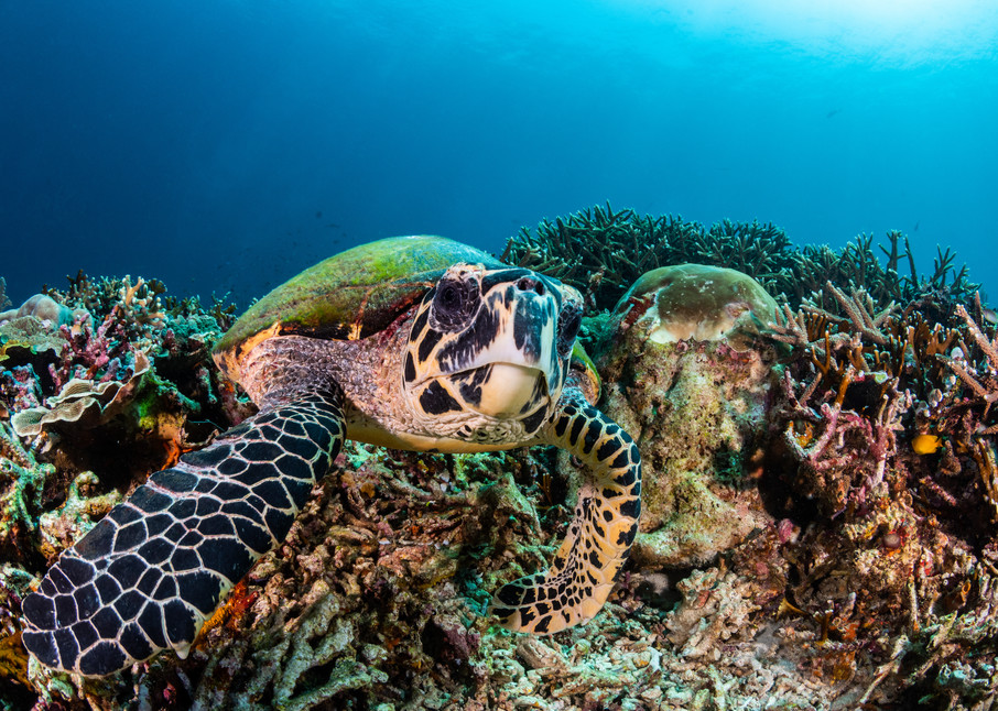 A photograph of a turtle feeding on a coral reef with moss on its back is available as fine art for sale.