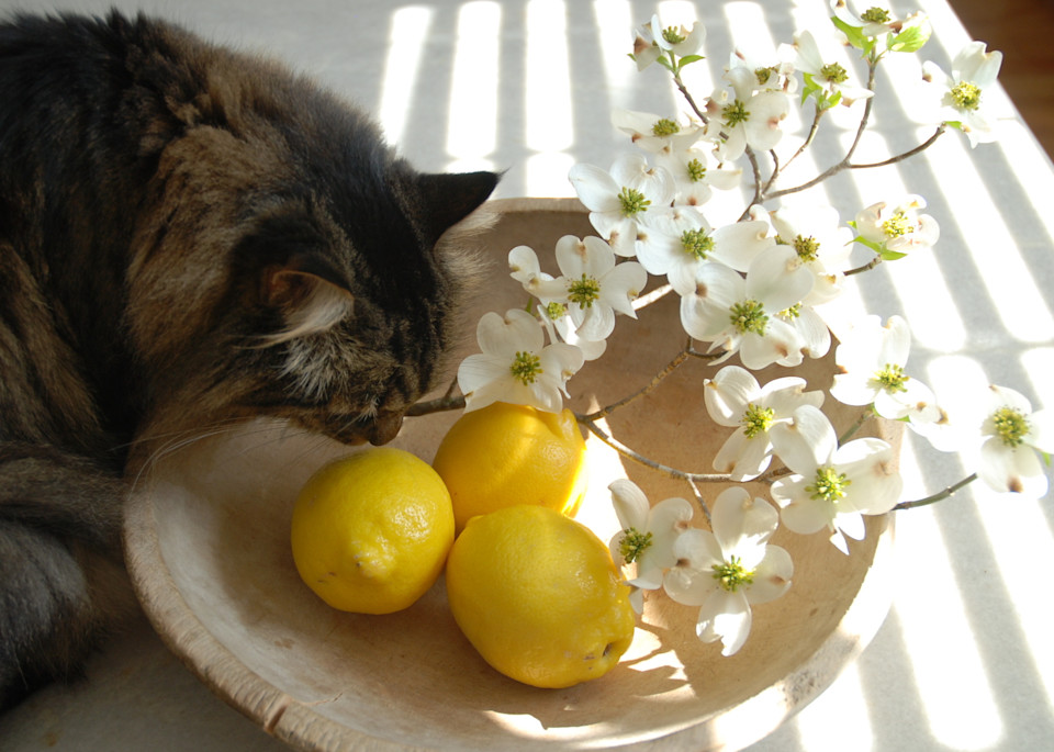 Cat With Lemons Photography Art | Kilpatrick Studios