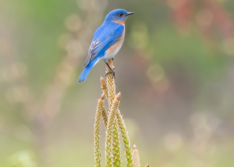 Eastern Bluebird Perched On Pine Art | Sarah E. Devlin Photography