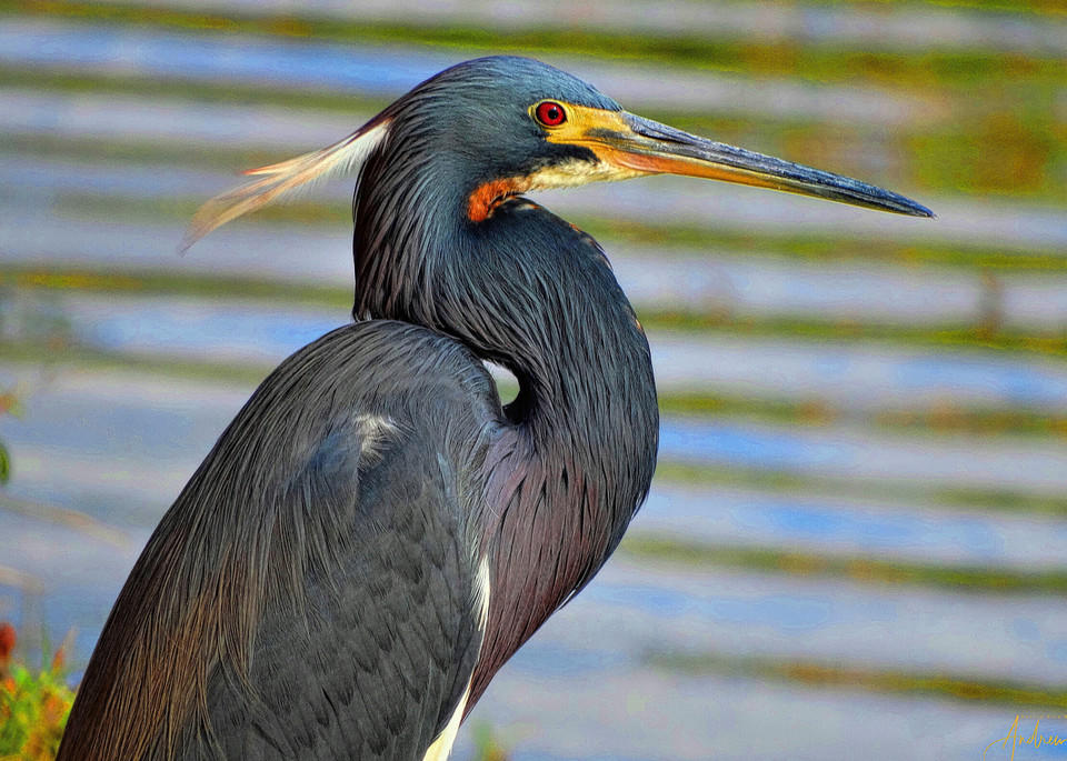 1 4 9 Waterbirds  Tri Colored Heron On The Pond Photography Art | Nature Pics By Andrew