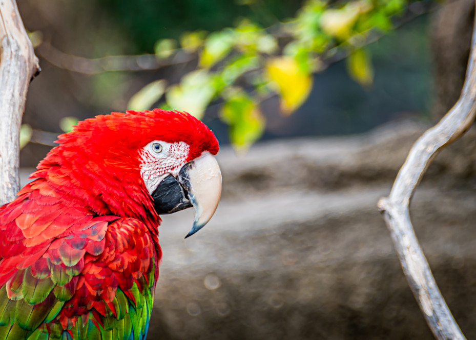 Scarlett Macaw Photography Art | Andres Photography