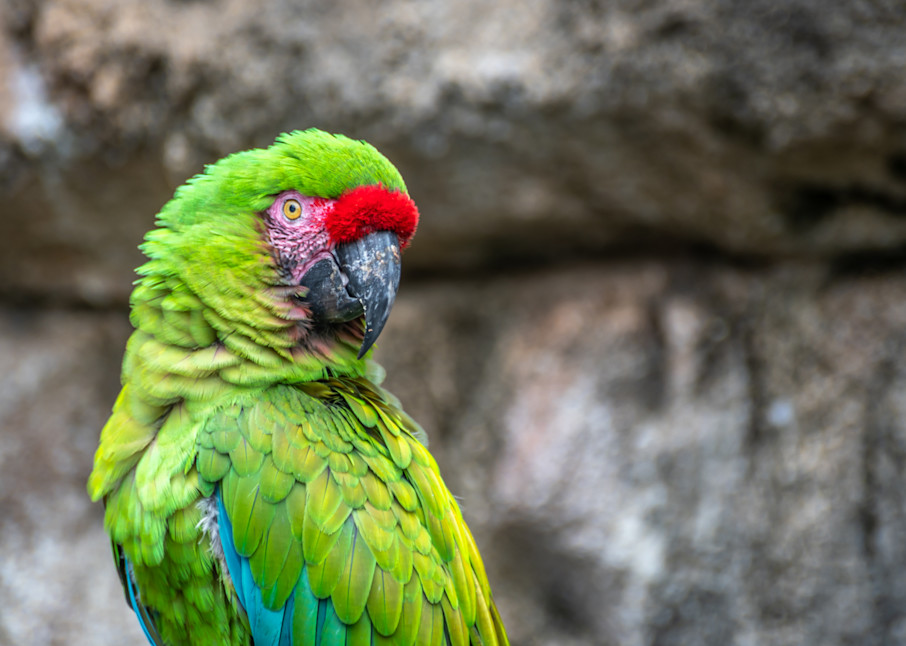 Green Parrot Photography Art | Andres Photography