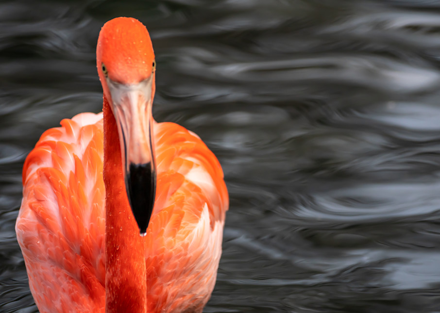 Flawless Flamingo Photography Art | Andres Photography