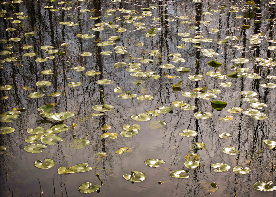 Lily Pads #4