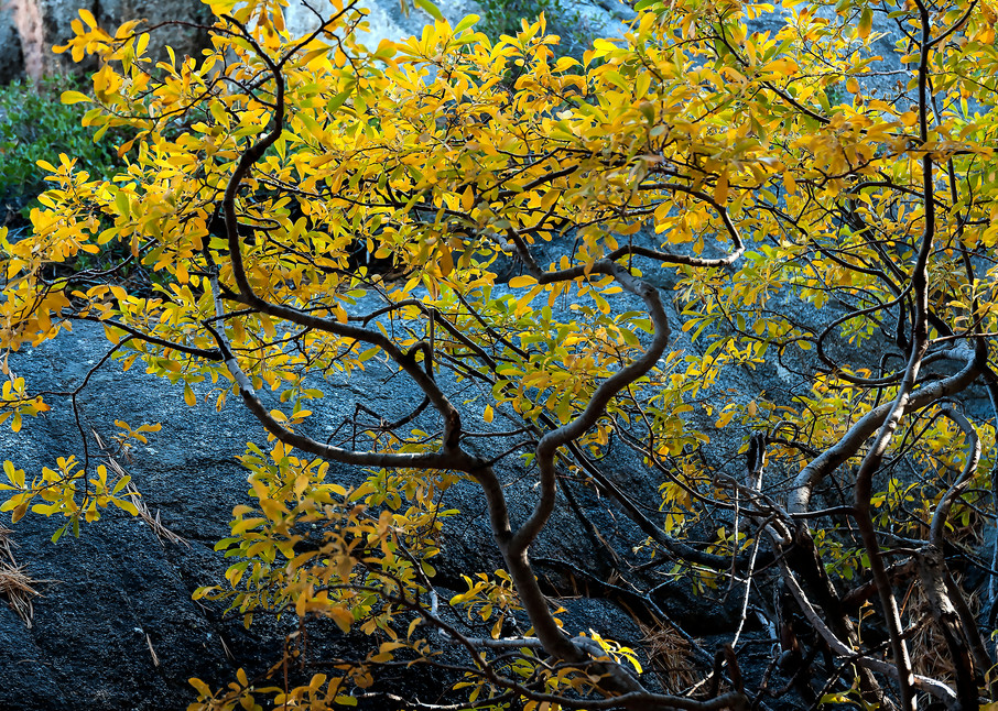 Branching To Catch Light Art | Inviting Light Photography®