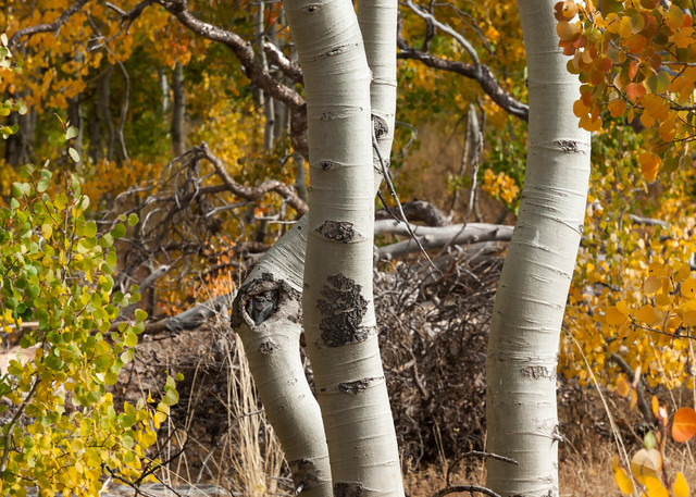 Quaking Aspens Together Art | Inviting Light Photography®