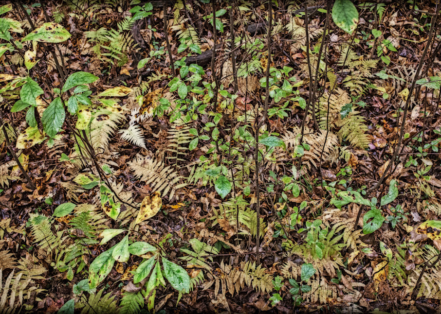 Ferns On A Forest Floor Photography Art | David Frank Photography