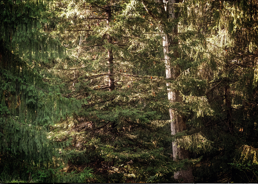 Pine Canopy Photography Art | David Frank Photography