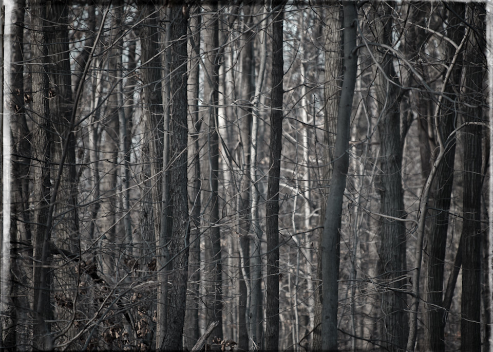 South Mountain Woods Photography Art | David Frank Photography