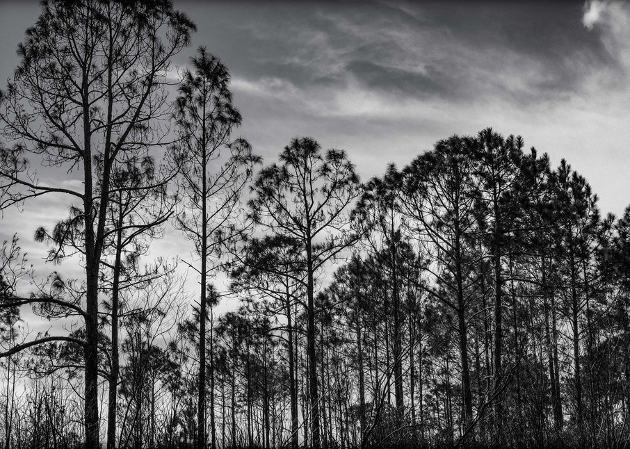 Silhouette Of Trees #1 Photography Art | David Frank Photography