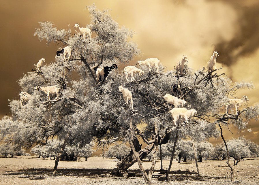 Goats In Trees  Photography Art | nancyney
