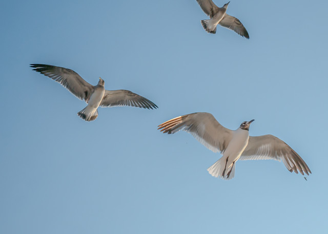 Soaring Seagulls Photography Art | Andres Photography