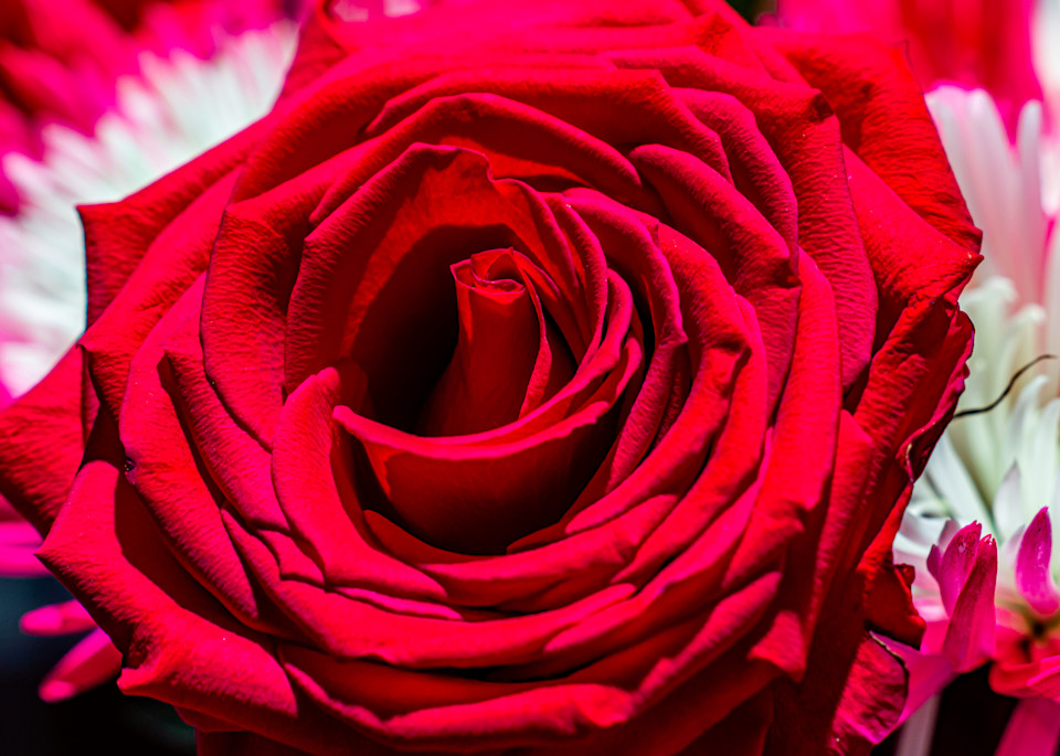 Very Red Rose Photography Art | Andres Photography