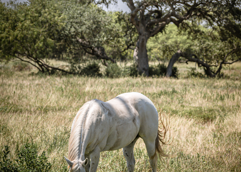  White Stallion Photography Art | Andres Photography