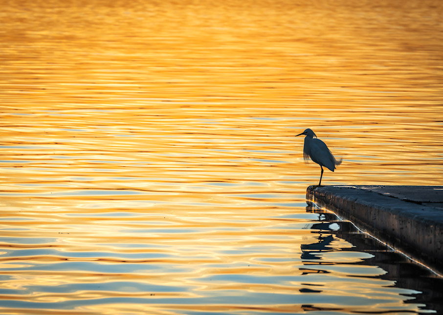 Patient Crane On River's Edge At Sunset Photography Art | Andres Photography