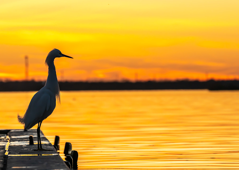 King Fisher @ Sunset Photography Art | Andres Photography