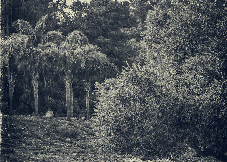 Toward Lavi Forest Photography Art | David Frank Photography