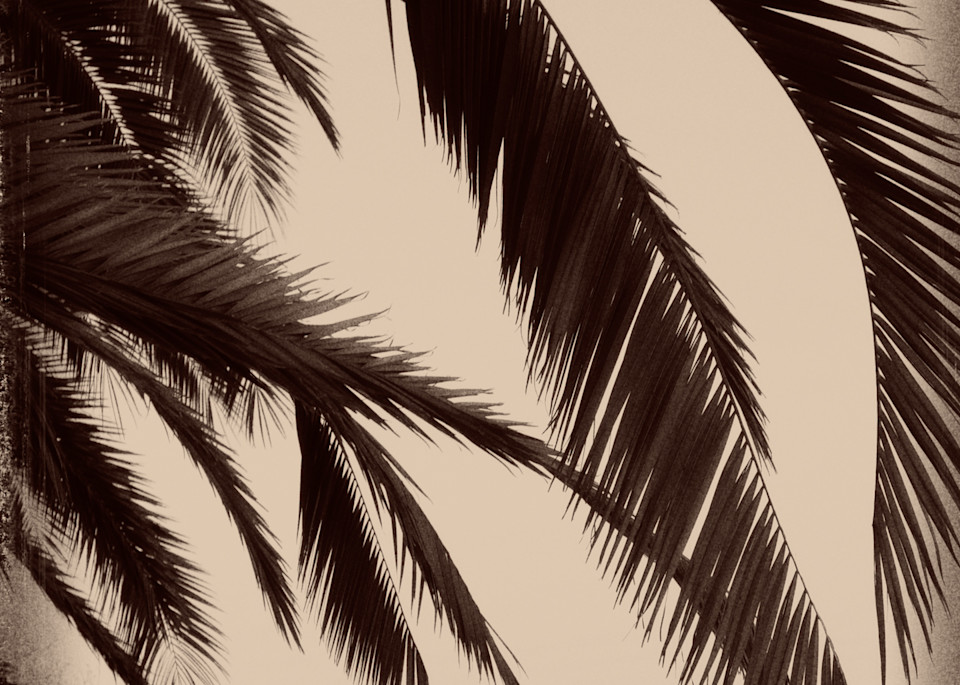 Palm Fronds In The Breeze Photography Art | David Frank Photography