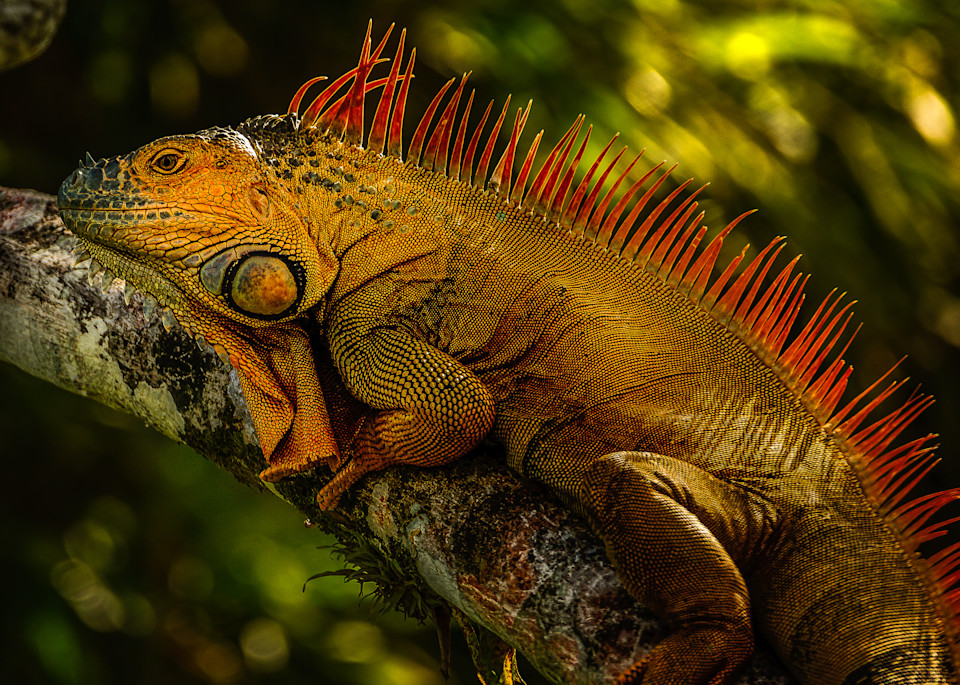 Male Iguana