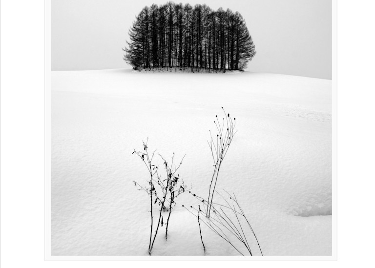 Tree Copse Study1 Art | Roy Fraser Photographer