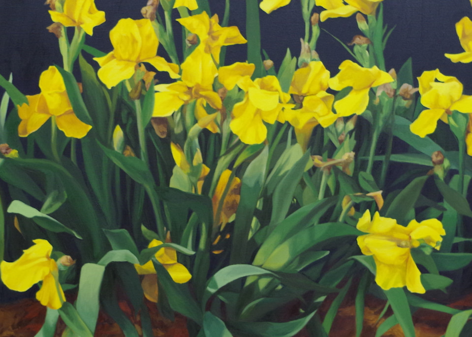 Yellow Iris Art | Helen Vaughn Fine Art