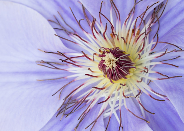 Clematis Contrast Photography Art | Thomas Yackley Fine Art Photography