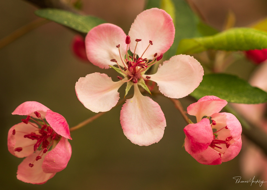 Apple Blossom  Photography Art | Thomas Yackley Fine Art Photography