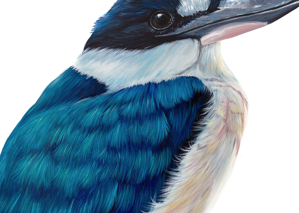 Clancy - Forest Kingfisher