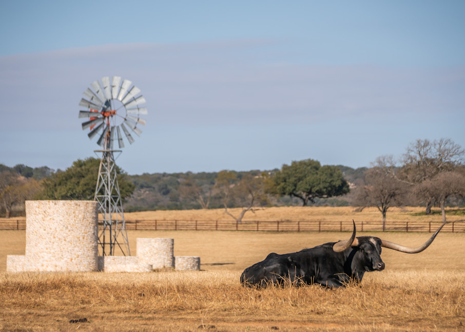Black Bull Longhorn And Windmill Photography Art | Andres Photography
