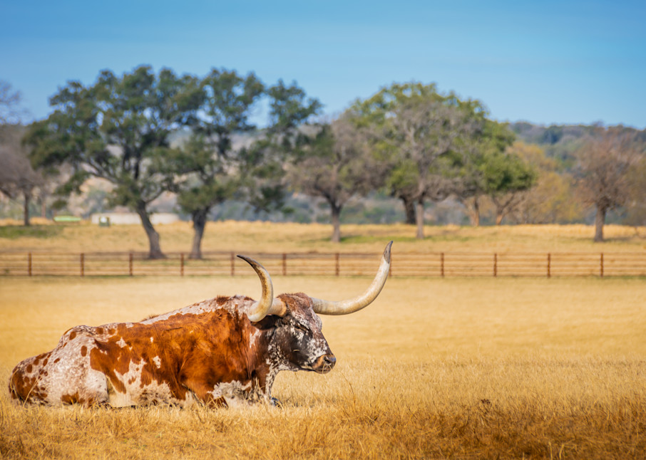 Longhorn Field Photography Art | Andres Photography