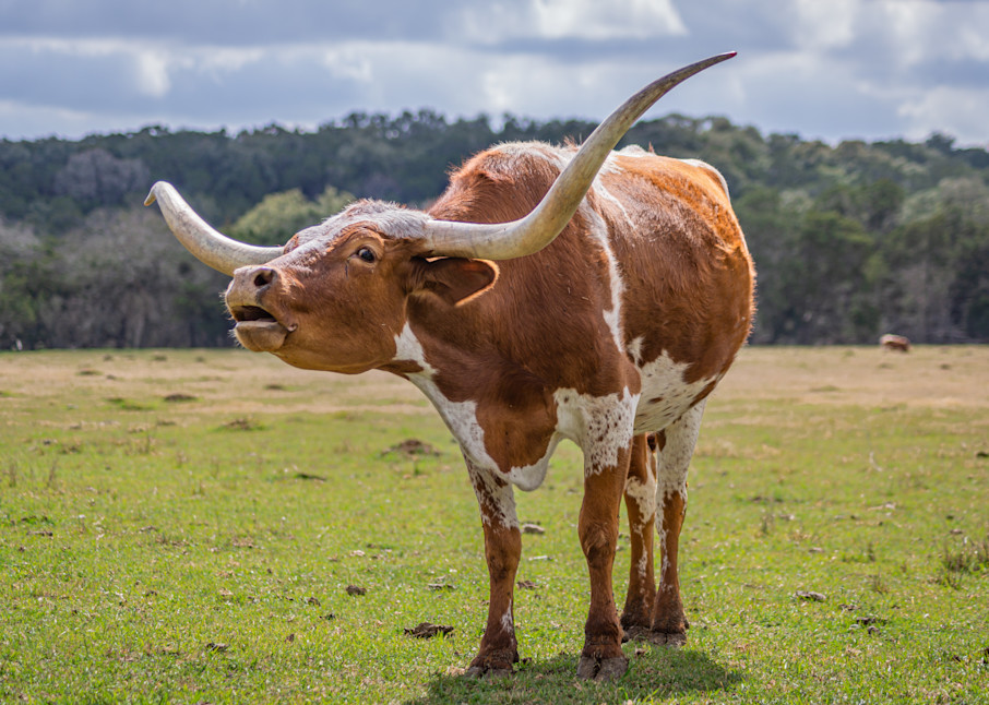 Bellowing Longhorn Photography Art | Andres Photography