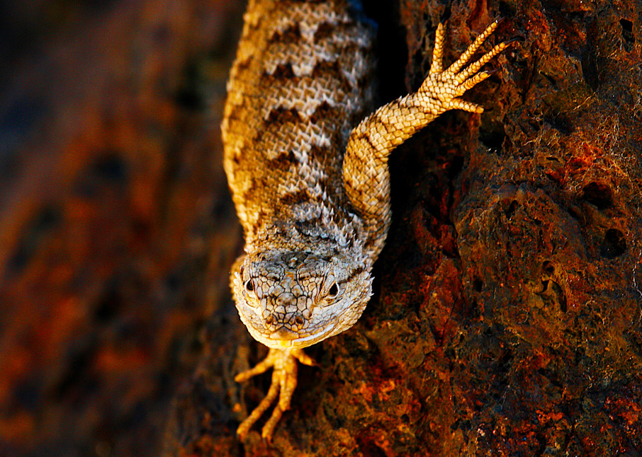 Portrait Of A Lizard Photography Art | Brokk Mowrey Photography
