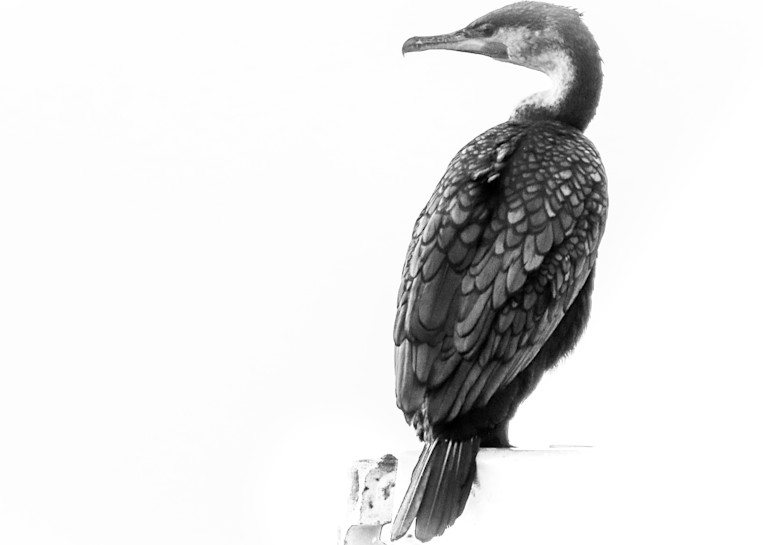 Double-crested Cormorant⁠ South Africa photography collection | Eugene L Brill
